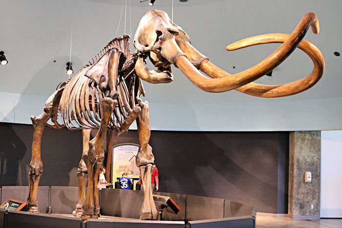 A mammoth skeleton in the Page Museum at the La Brea Tar Pits in Los Angeles.