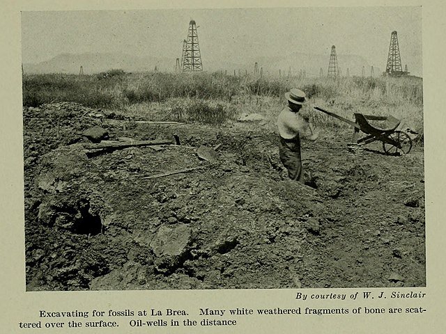 A photo from circa 1910 showing a man digging a hole in the ground at the La Brea Tar Pits.