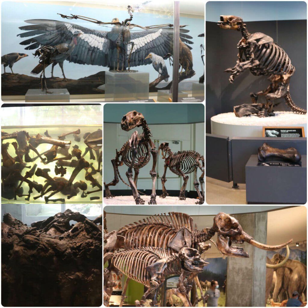 A collage of fossils and skeletons in the George C. Page Museum at the La Brea Tar Pits in Los Angeles.