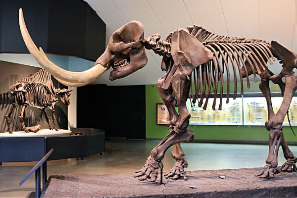 Mastadon Skeleton in the museum at La Brea Tar Pits
