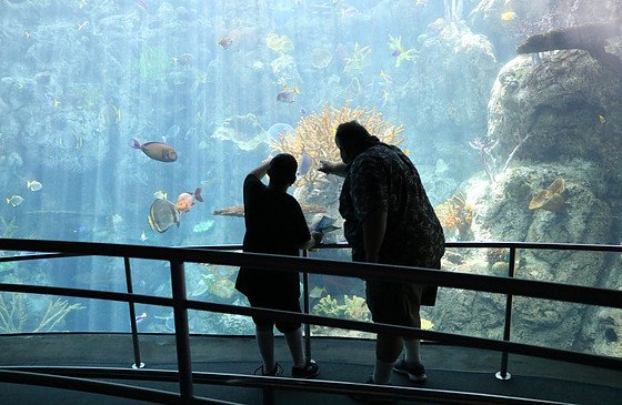 A Visit to The Aquarium of the Pacific in Long Beach California